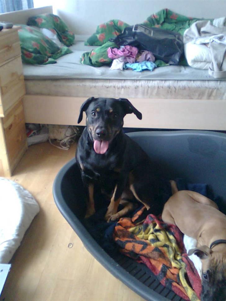 Blanding af racer Sasha - min dejlige kurv billede 9