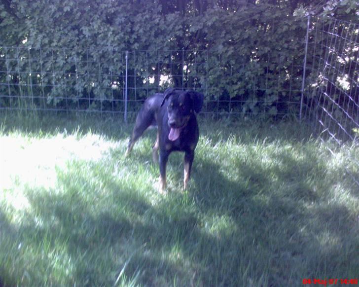 Blanding af racer Sasha - at være i en have og lege elsker jeg billede 10