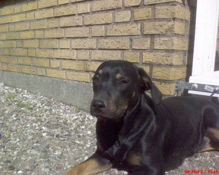 Blanding af racer Sasha - solen igen, men det var nu varmt den dag billede 11