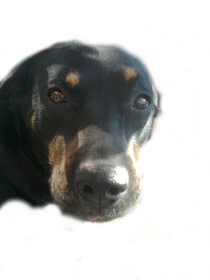 Blanding af racer Sasha - starten på et nyt billede billede 12