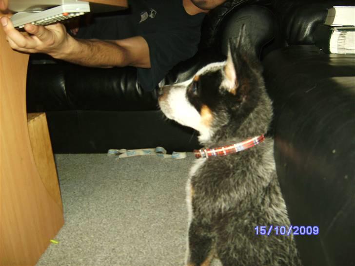Australsk cattledog Pepsi - Lille pepsi er blevet stor billede 8
