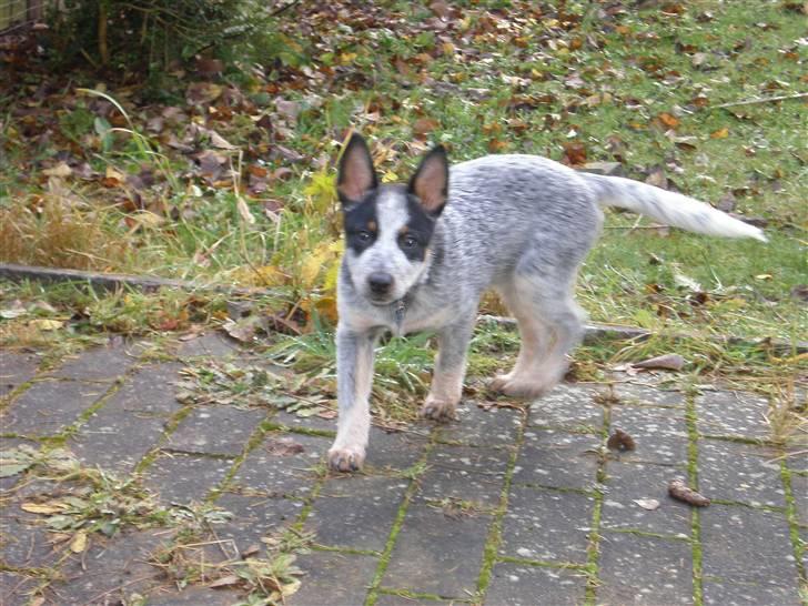 Australsk cattledog Pepsi - november 09 billede 9
