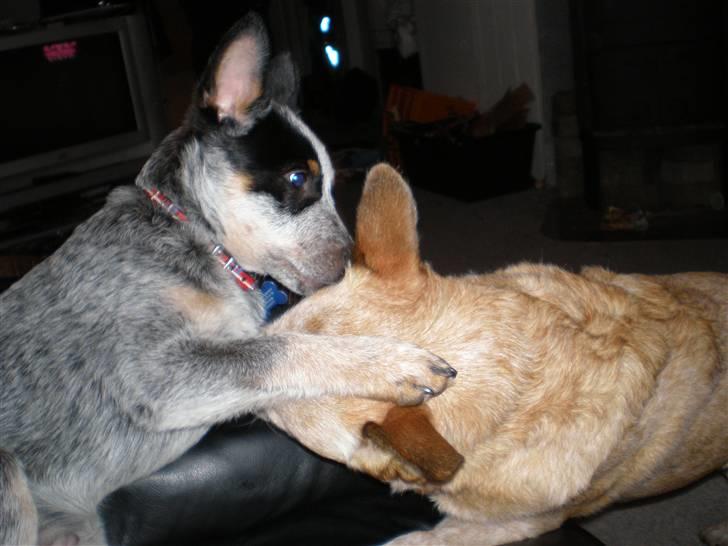 Australsk cattledog Pepsi - Ammi fra sverige kennel bushbug billede 10
