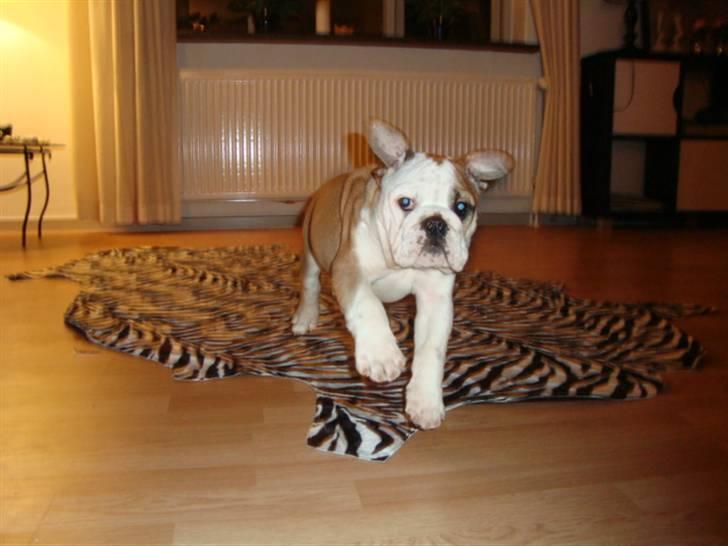 Engelsk bulldog Carla billede 7