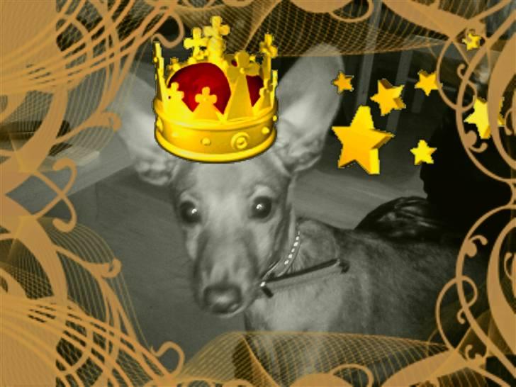 Blanding af racer Ozzy R.I.P - Lidt sjov med med billedet. billede 3