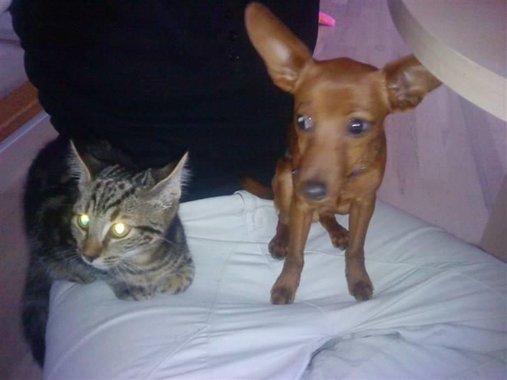 Blanding af racer Ozzy R.I.P - Ozzy og Findus billede 5