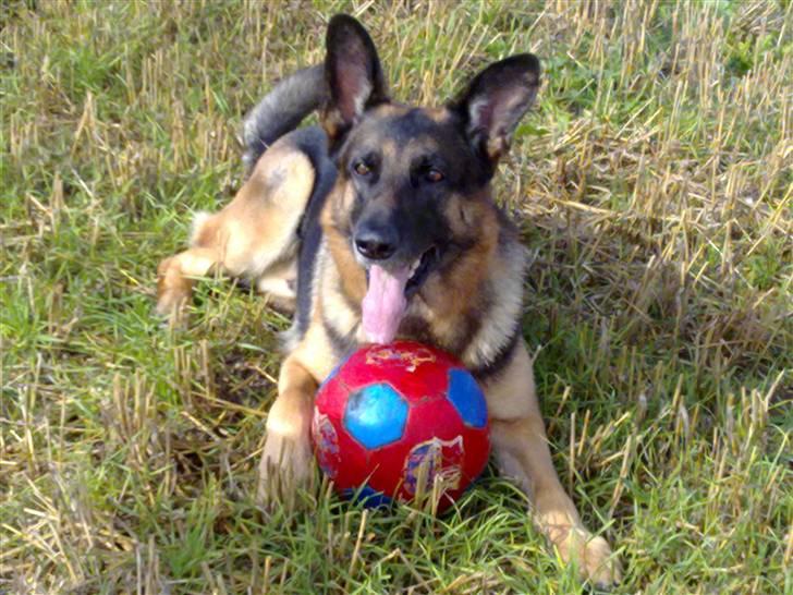 Schæferhund Qato billede 1