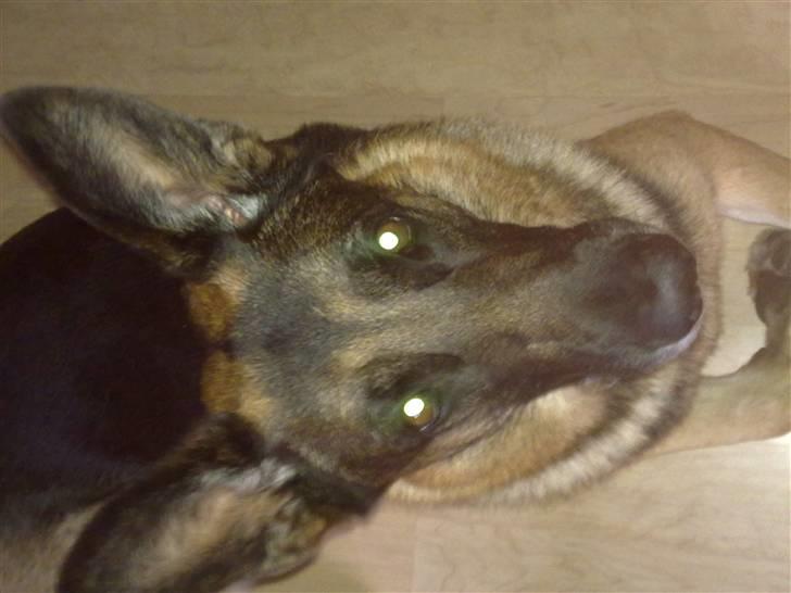 Schæferhund Qato billede 2