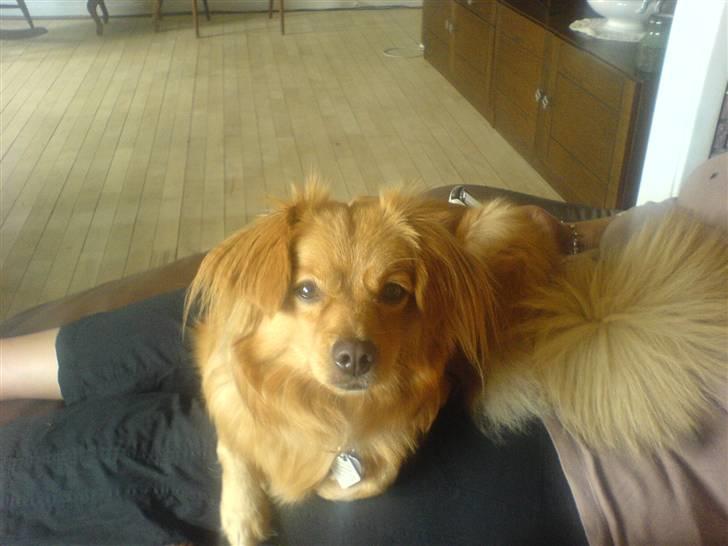 Blanding af racer soffie - nyt  billede  af  soffie billede 20