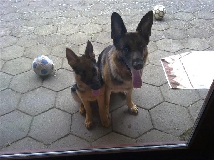 Schæferhund Qato - Lille Hexi og Qato billede 3