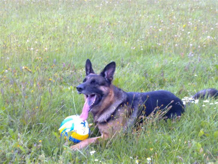 Schæferhund Qato billede 5