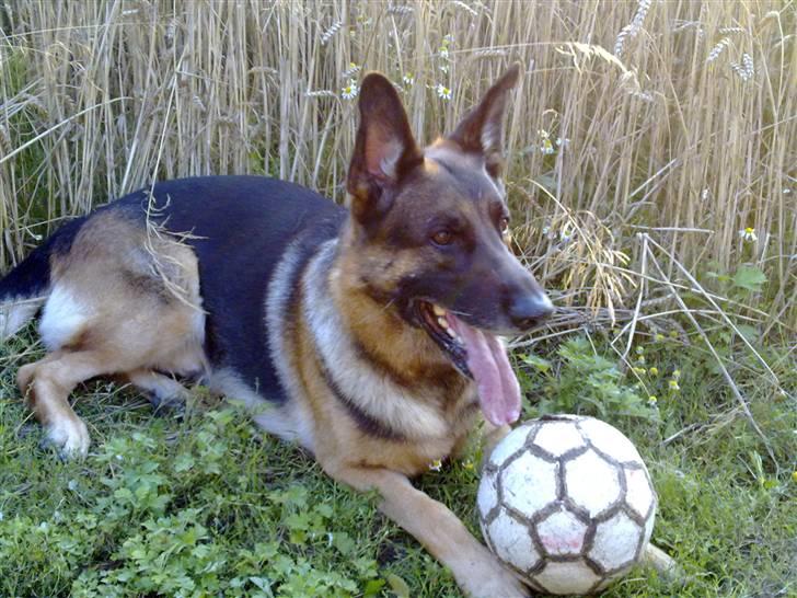 Schæferhund Qato billede 6