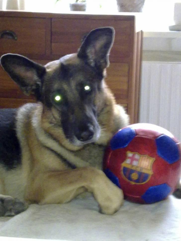 Schæferhund Qato billede 7