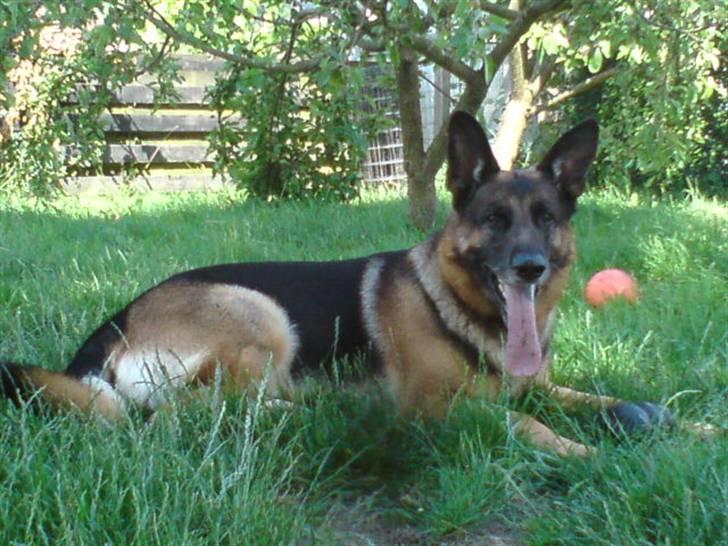 Schæferhund Qato billede 8