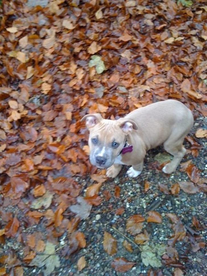 Amerikansk staffordshire terrier chika billede 15