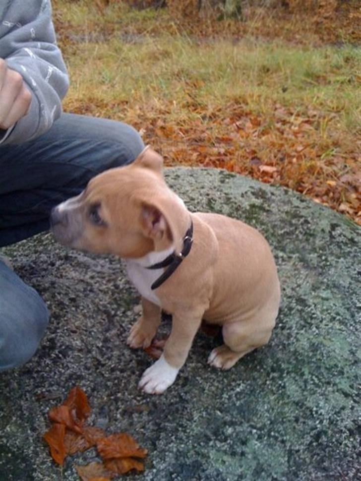 Amerikansk staffordshire terrier chika billede 16