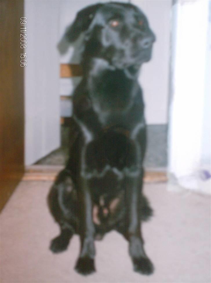 Blanding af racer Charlie R.I.P  - Charlie 1½ år billede 5