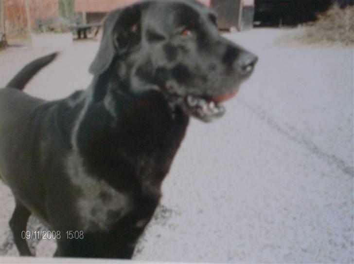 Blanding af racer Charlie R.I.P  - Charlie 6 år billede 6