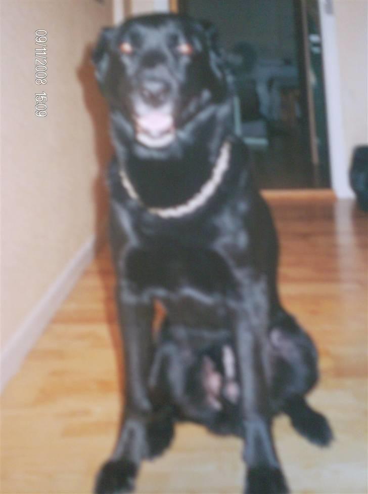 Blanding af racer Charlie R.I.P  - Charlie 8 år billede 7