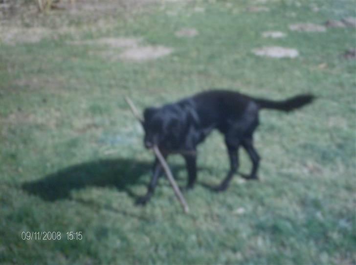 Blanding af racer Charlie R.I.P  - Charlie 6 år billede 8