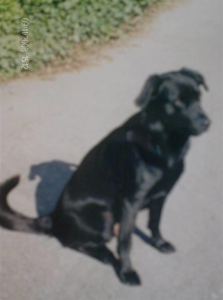 Blanding af racer Charlie R.I.P  - Charlie 2 år billede 9