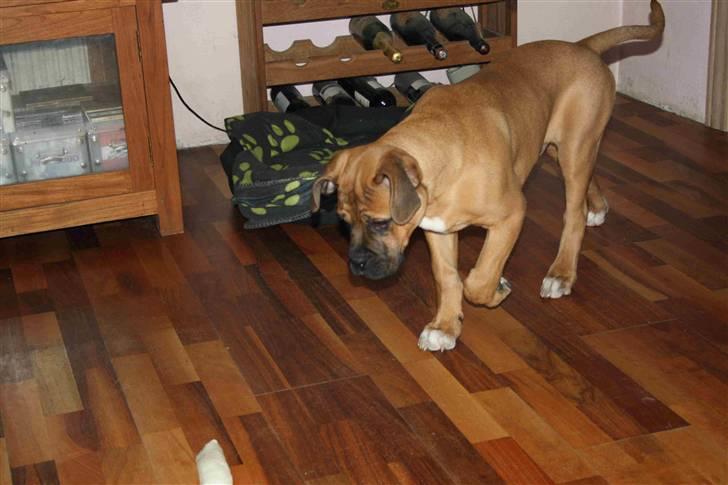 Blanding af racer Buster billede 11