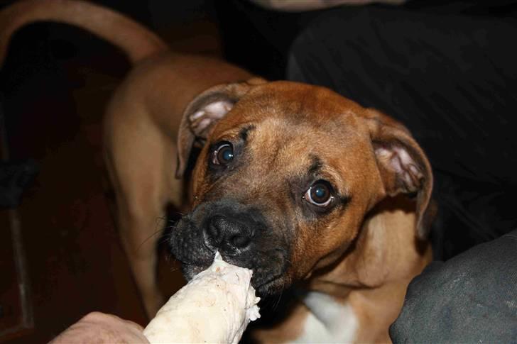 Blanding af racer Buster - uhmmm....en gave fra Winnie og Morten...den kan jeg rigtig gerne lide billede 12