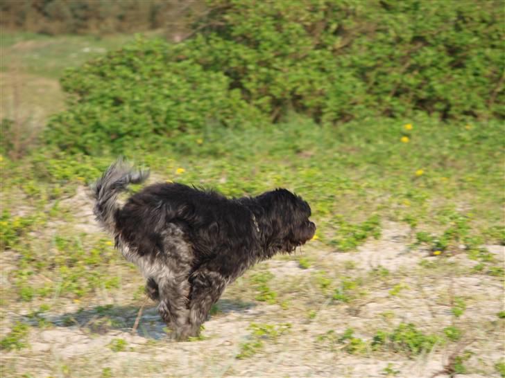 Schapendoes Ringo,Camagis Faruk - Fut i fejemøget billede 3