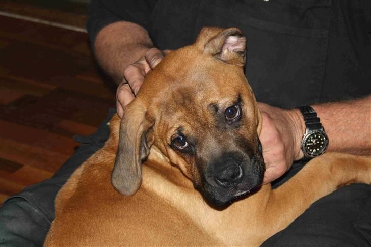 Blanding af racer Buster billede 14