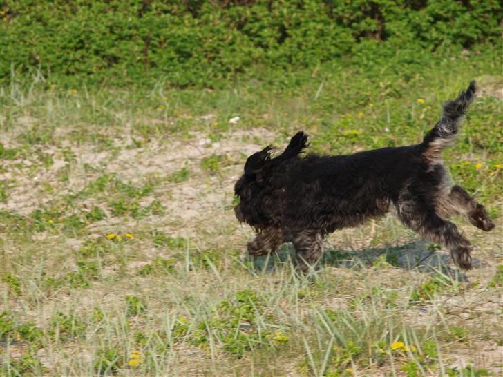 Schapendoes Ringo,Camagis Faruk - Ræs er dejligt billede 4