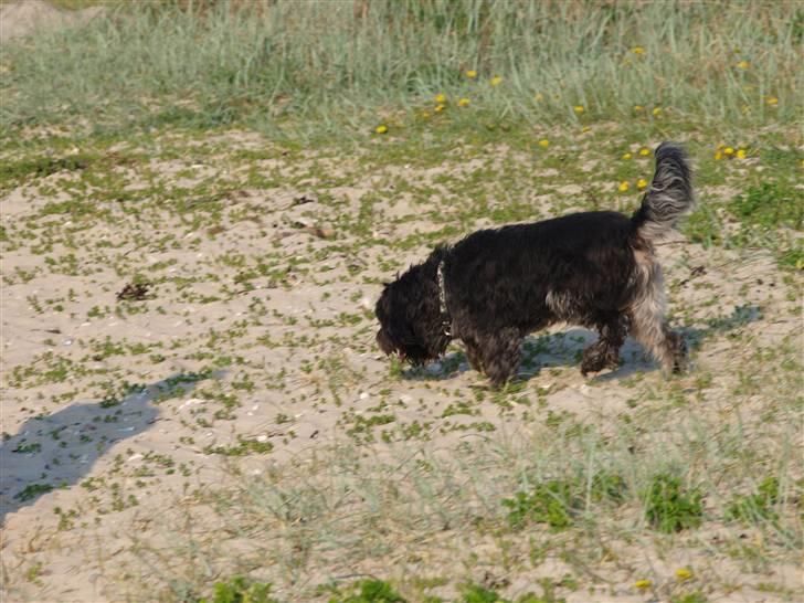 Schapendoes Ringo,Camagis Faruk - Jeg kan absolut ikke lide vand billede 5