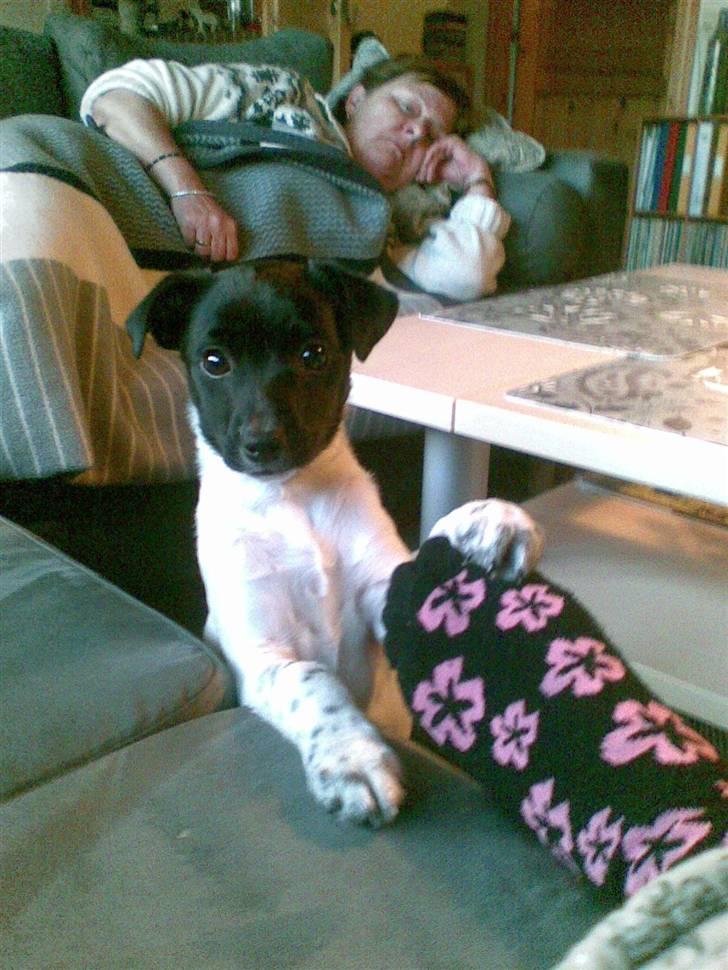 Dansk svensk gaardhund Bella billede 9