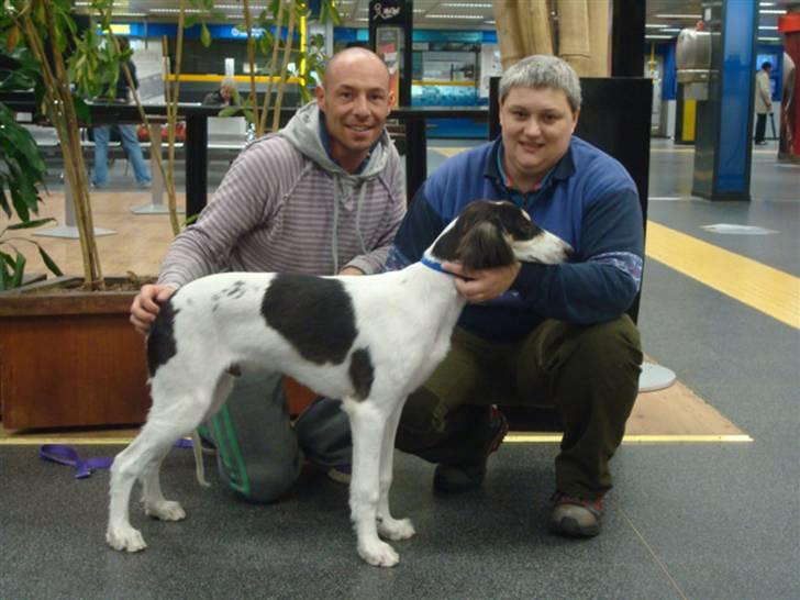 Saluki *Michael Kors DKCH* - Michael med opdrætter og mig i Linate lufthavn billede 8