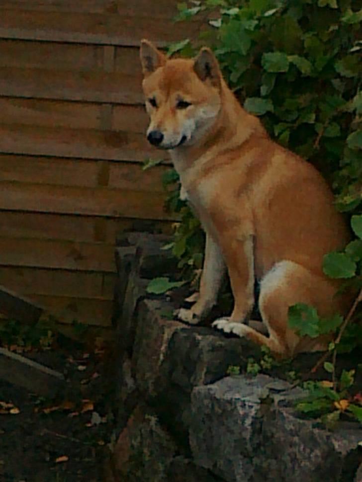 Shiba ZigZag's Shiva "Hidetoshi" - Velkommen til Shiva´s profil :).. billede 1