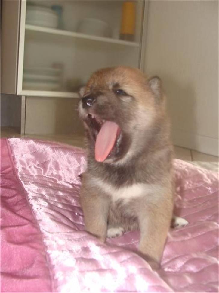 Shiba ZigZag's Shiva "Hidetoshi" - ´GAAAB´ :) <3 billede 2