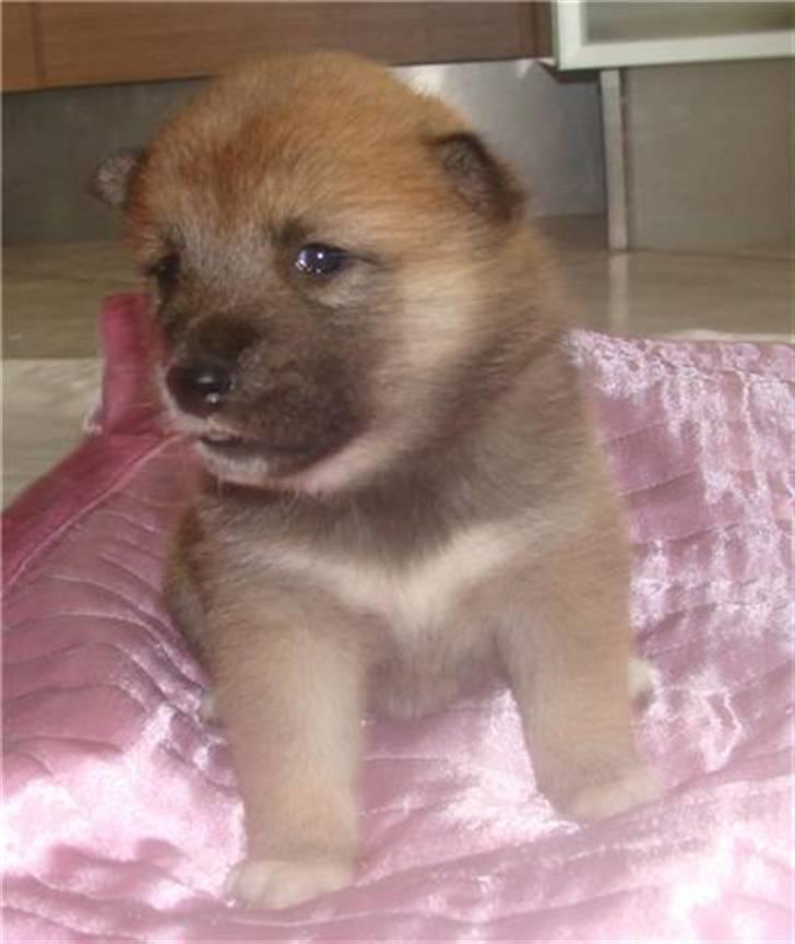 Shiba ZigZag's Shiva "Hidetoshi" - Så nuttet <3 billede 3