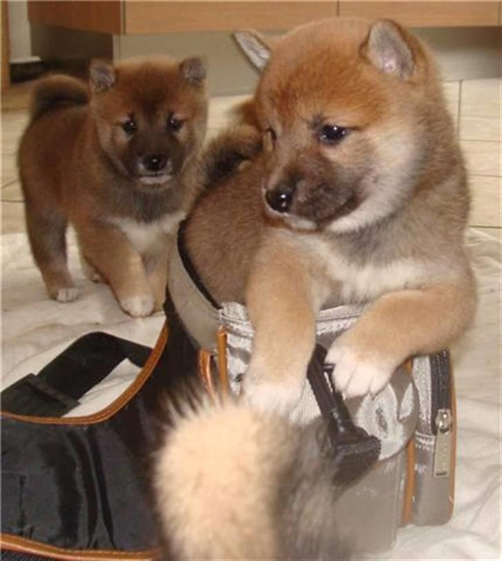Shiba ZigZag's Shiva "Hidetoshi" - Shiva 6 uger :D Kan være i en taske hehe ;D billede 4