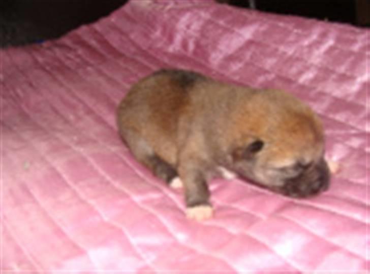 Shiba ZigZag's Shiva "Hidetoshi" - Shiva pigen Kun få dage gammel :´)<3 billede 5