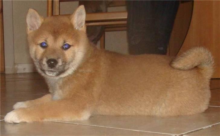 Shiba ZigZag's Shiva "Hidetoshi" - <3 billede 6