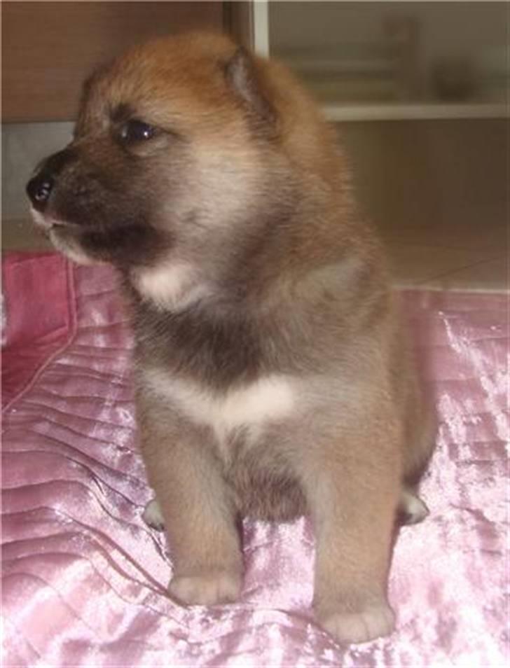 Shiba ZigZag's Shiva "Hidetoshi" - Oh yeah! Jeg ser godt ud fra den her vinkel ;D <3 billede 7