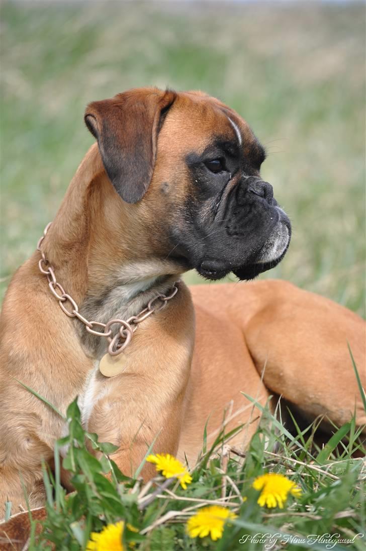 Boxer Hearts of Hope´s (Ronja) billede 1