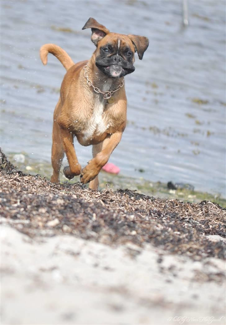 Boxer Hearts of Hope´s (Ronja) billede 2