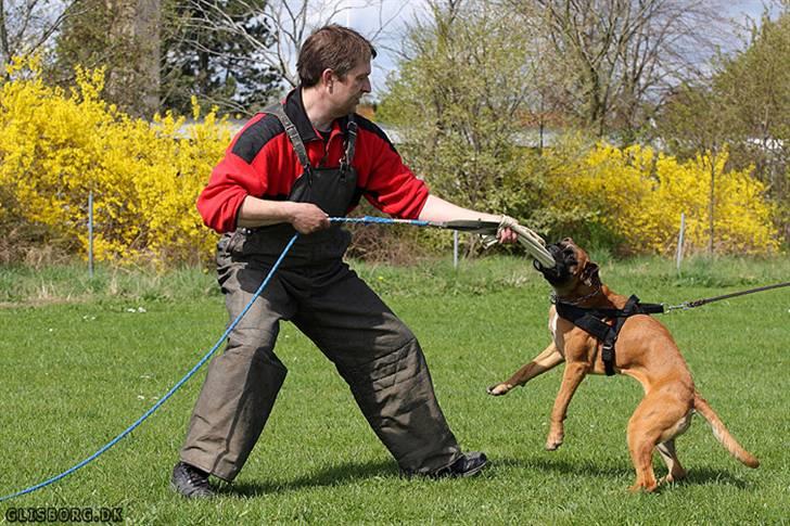 Boxer Hearts of Hope´s (Ronja) billede 3