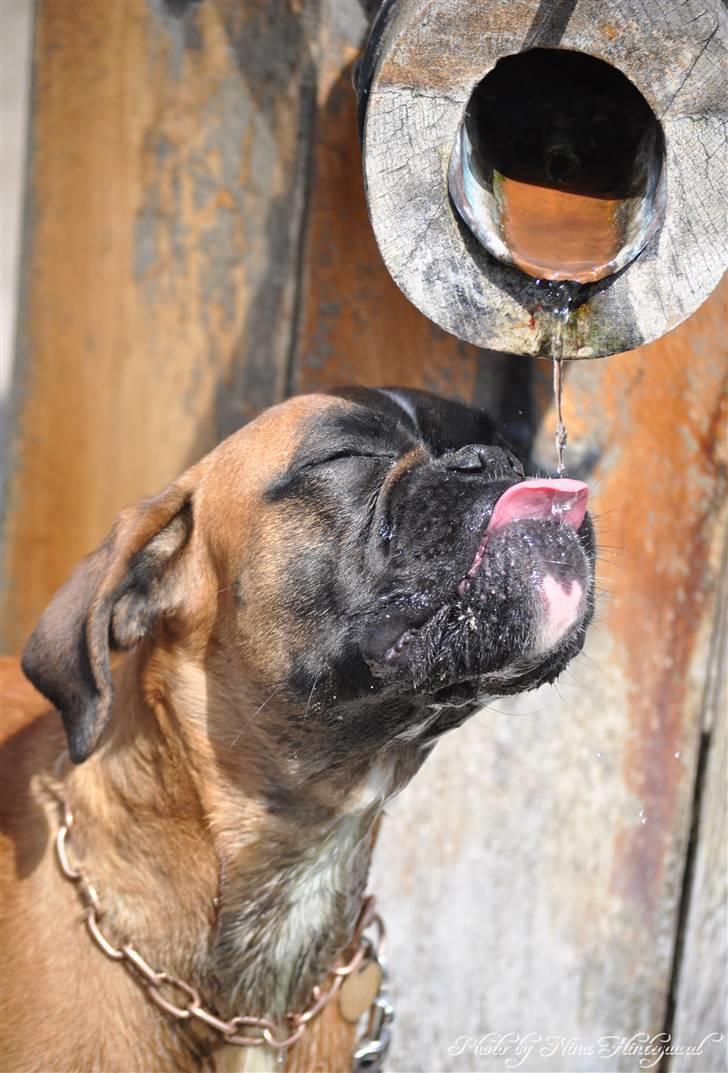 Boxer Hearts of Hope´s (Ronja) billede 4