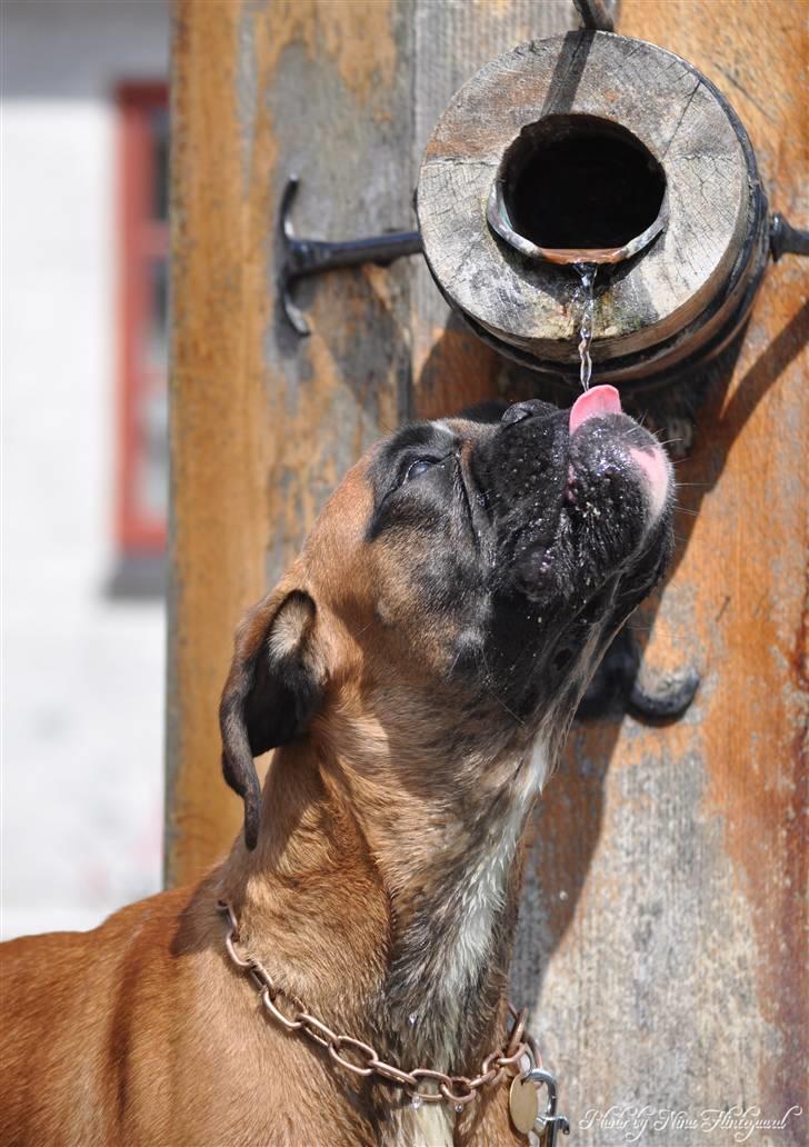 Boxer Hearts of Hope´s (Ronja) billede 5