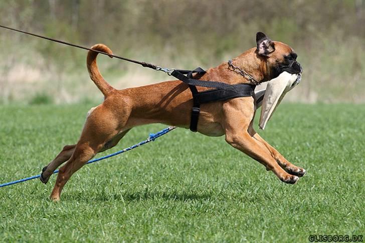 Boxer Hearts of Hope´s (Ronja) billede 6