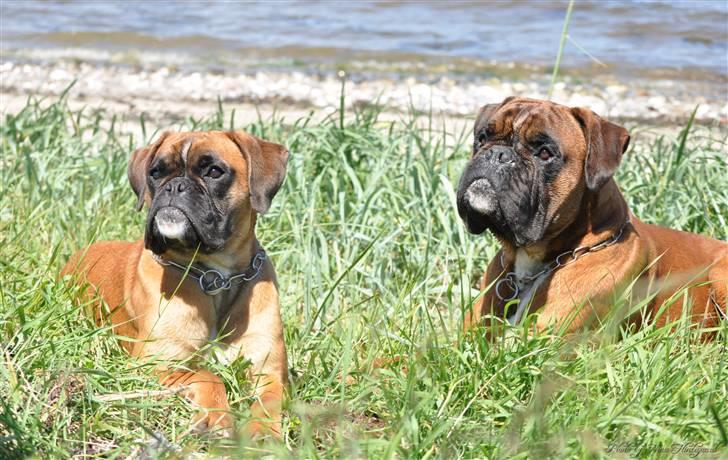 Boxer Hearts of Hope´s (Ronja) billede 7