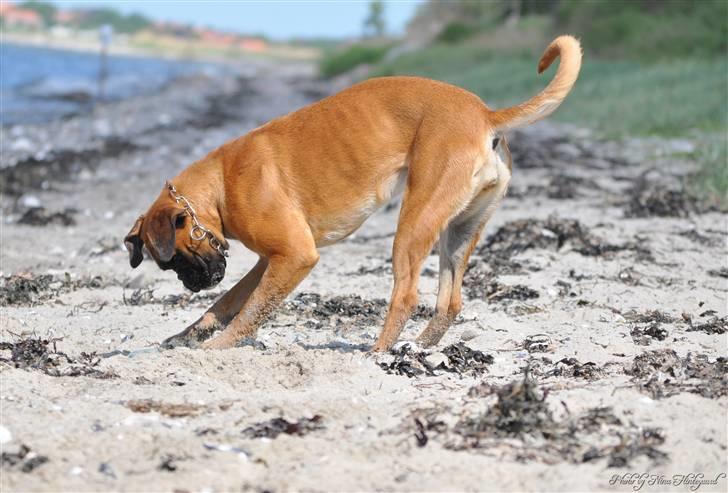 Boxer Hearts of Hope´s (Ronja) billede 8