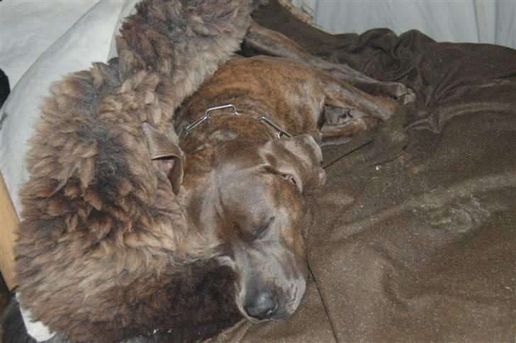 Blanding af racer Kovaz R.I.P - På middelaldertur billede 9