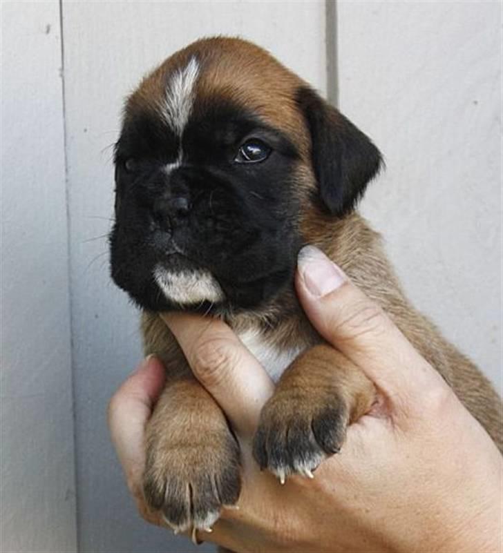 Boxer Hearts of Hope´s (Ronja) billede 9